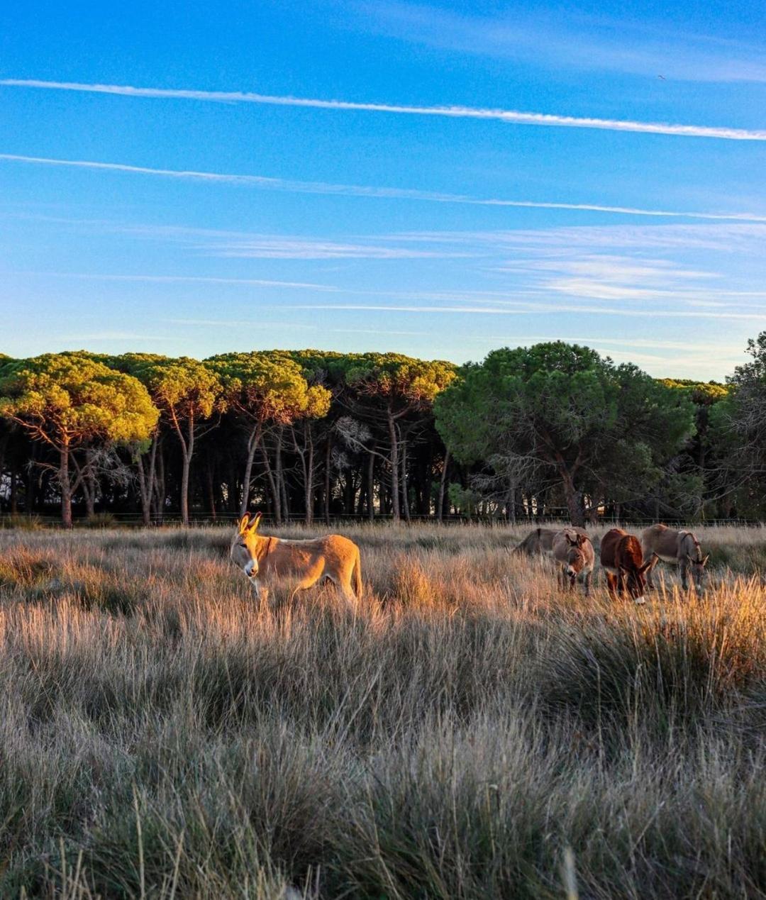Appartement Vue D'Or Les Pieds Dans L'Eau La Londe-les-Maures Eksteriør bilde